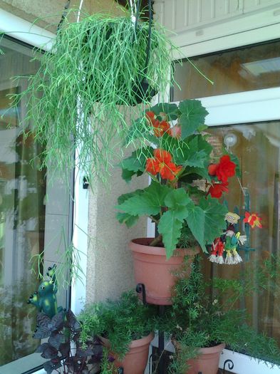 20140713_121440 - iulie 2014