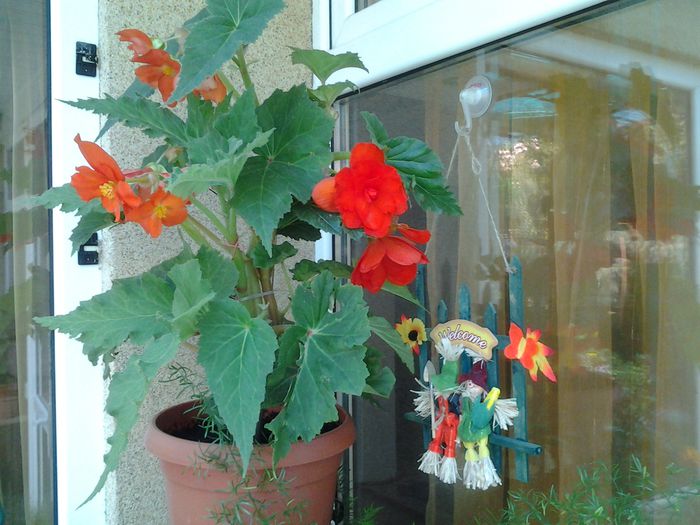 begonii - iulie 2014