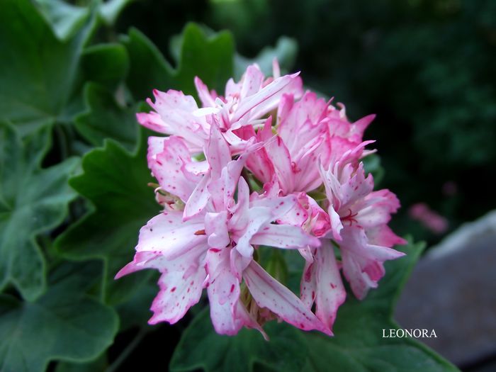 stellar Richard Hodgson