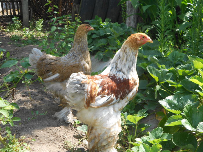 Picture 77 230 - Achizitii noi-pui brahma