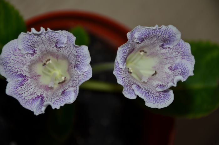 Dozhdinka - Gloxinii 2014