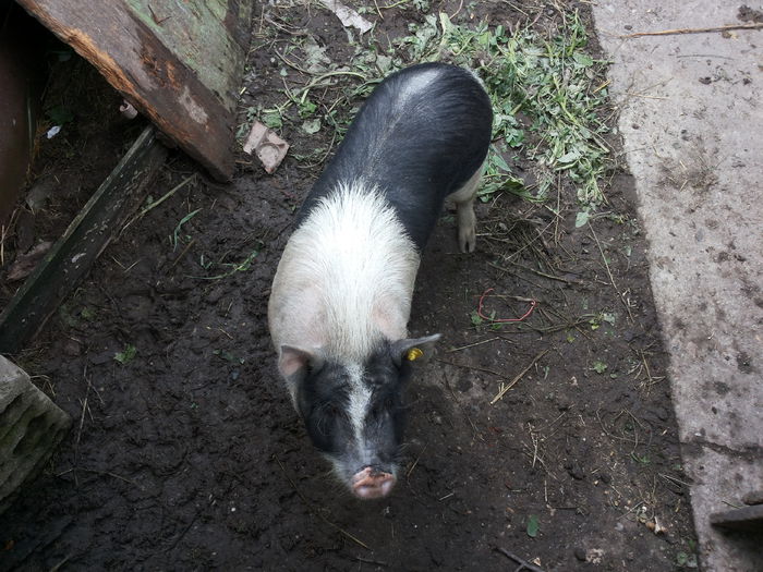 20140713_140430 - Porci Vietnamezi