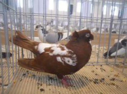 94963414_VBGPPOI3 - porumbei rosii dublu mot