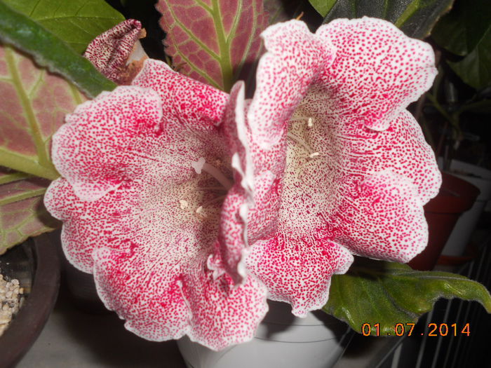 DSCN5645 - Gloxinia 2013-2014