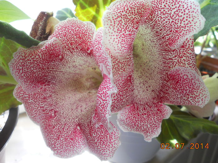 DSCN5653 - Gloxinia 2013-2014