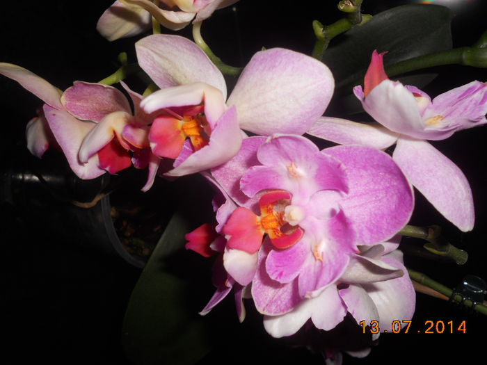 DSCN5674 - Orhidee 2011-2012-2013-2014-2015-2016