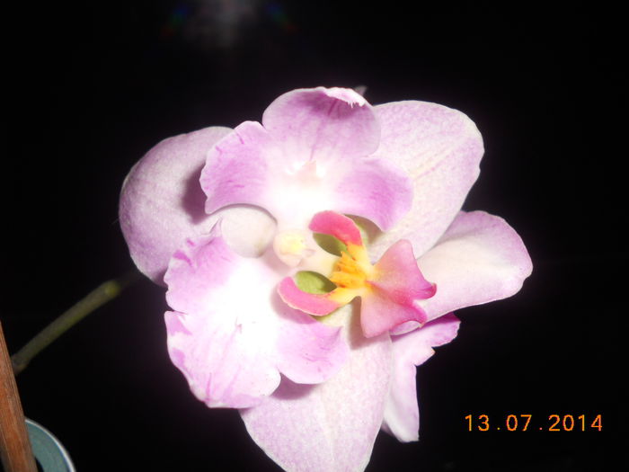 DSCN5676 - Orhidee 2011-2012-2013-2014-2015-2016