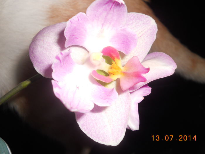 DSCN5677 - Orhidee 2011-2012-2013-2014-2015-2016