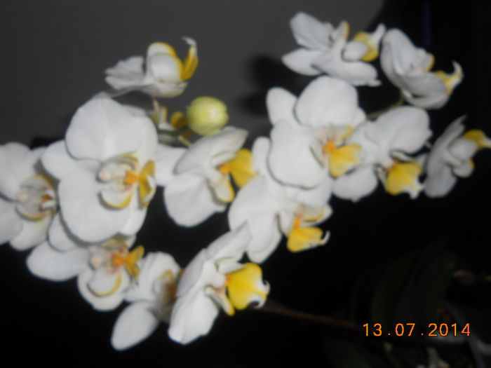DSCN5679 - Orhidee 2011-2012-2013-2014-2015-2016