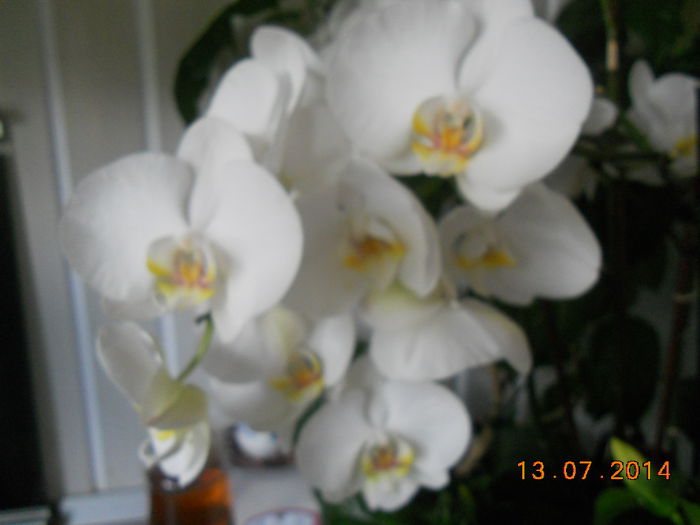 DSCN5684 - Orhidee 2011-2012-2013-2014-2015-2016