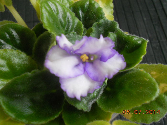 DSCN5654 - Violete 2012-2013-2014-2015