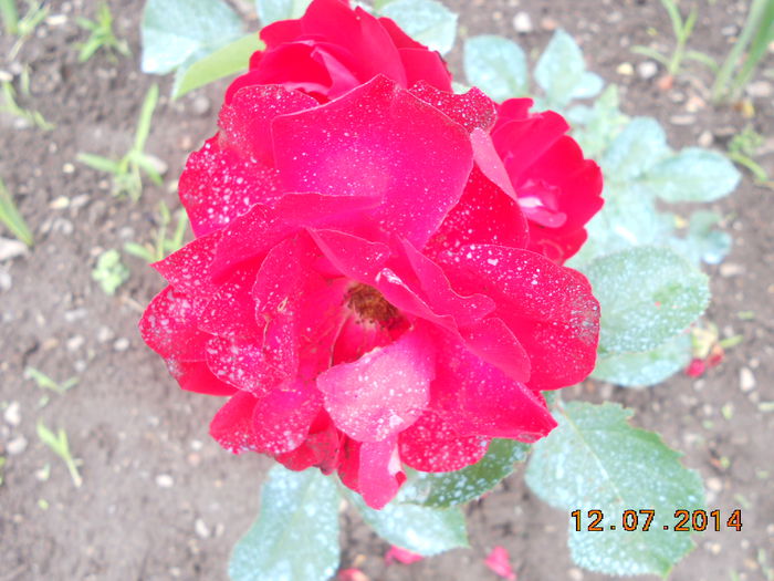DSCN5660 - Trandafiri 2014