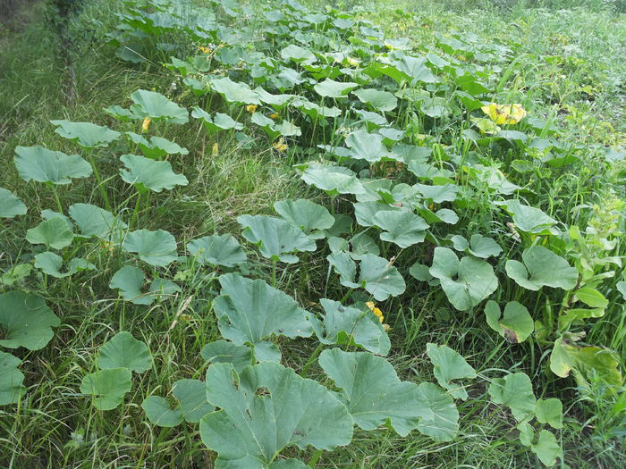 20140713_140143 - Gradina mea