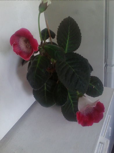 tigrina red  1