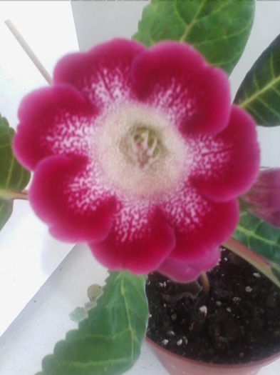 tigrina red 2