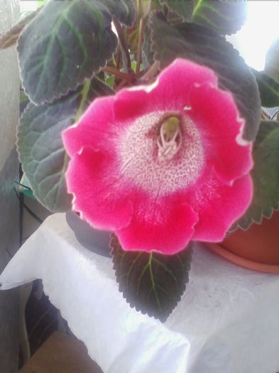 tigrina red  1