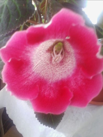 tigrina red  1