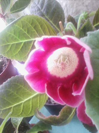 tigrina red  3