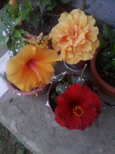 Picture 850 - hibiscusi 2014