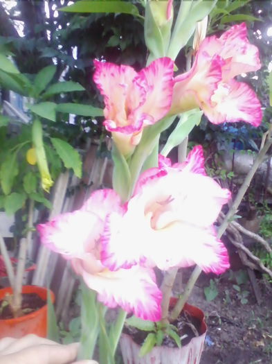 gladiole primite  de la Roxanaradu