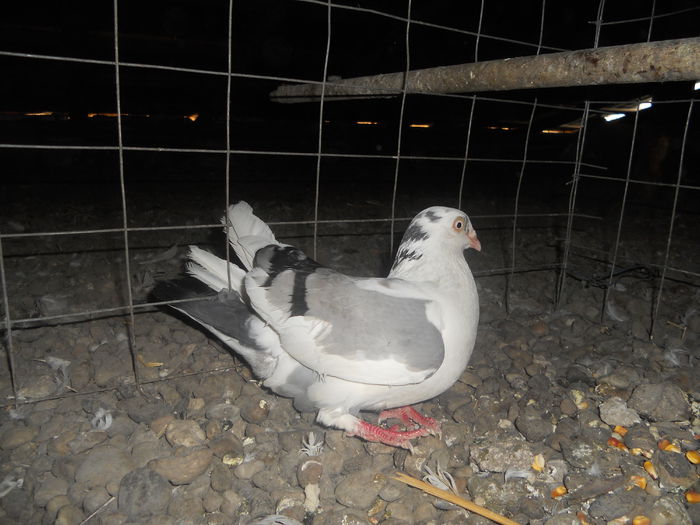 DSCN2506[1]-femeie - porumbei iulie 2014-de vanzare