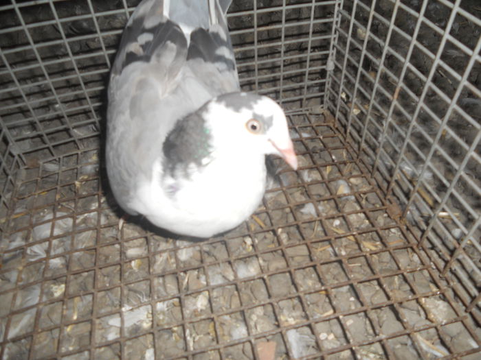 DSCN2518[1]-fata - porumbei iulie 2014-de vanzare