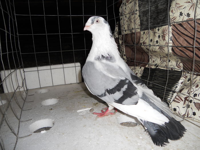 Picture 269-mascul - porumbei iulie 2014-de vanzare