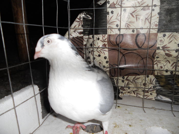Picture 277-mascul - porumbei iulie 2014-de vanzare