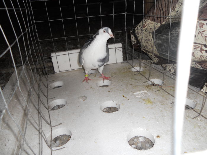 Picture 373-mascul - porumbei iulie 2014-de vanzare