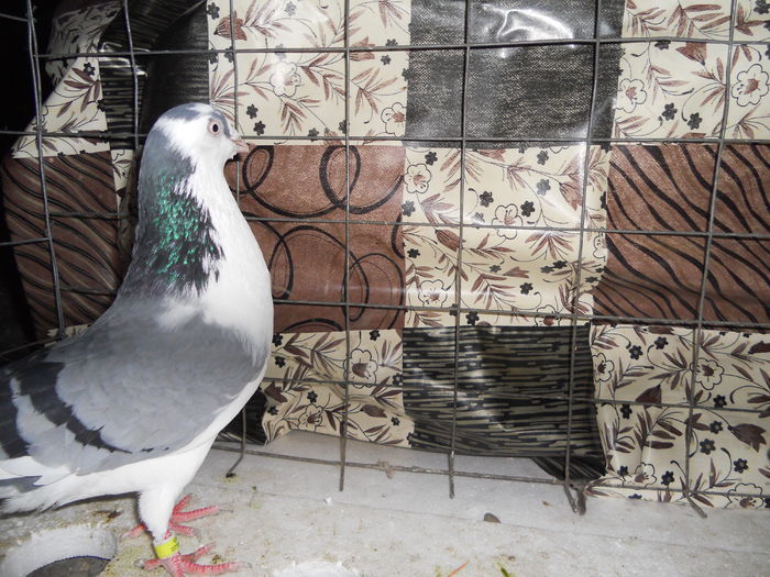 Picture 377-mascul - porumbei iulie 2014-de vanzare