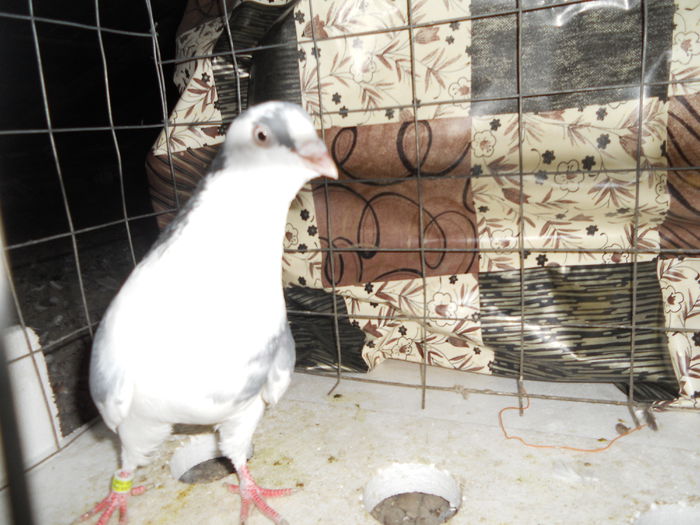 Picture 394-mascul - porumbei iulie 2014-de vanzare