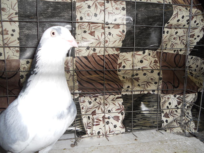 Picture 416-mascul - porumbei iulie 2014-de vanzare