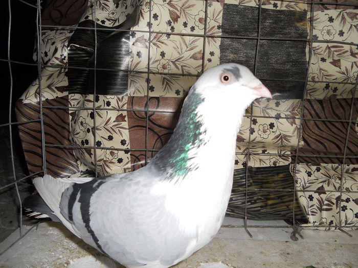 Picture 430-mascul - porumbei iulie 2014-de vanzare