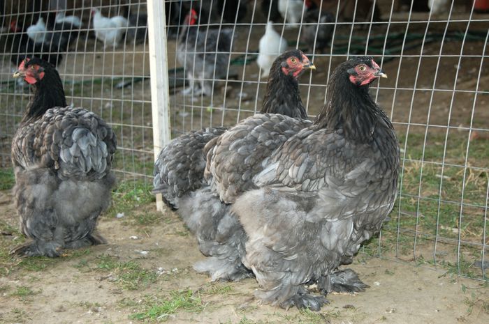 trio pullet