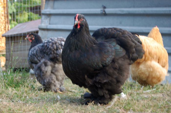 blk pullet