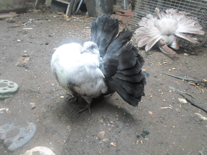 scos din perechea G, de vanzare tatal