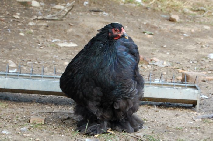 puica neagra - Pui 2014