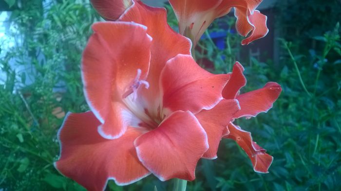 Gladiola pitica - GRADINA MEA DE VIS