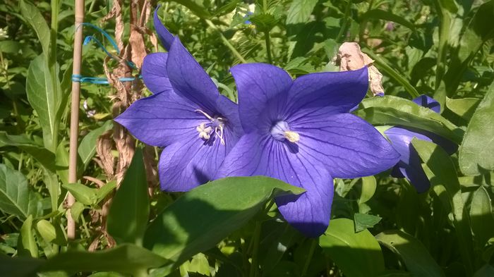 PLATYCODON - GRADINA MEA DE VIS