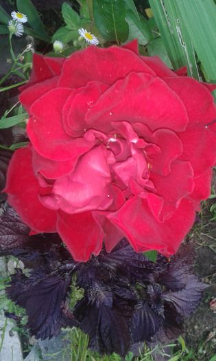 20140709_180125 - trandafiri