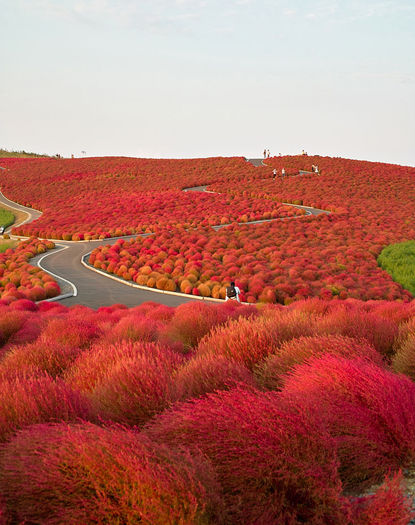 7. Parcul Hitachi, Japonia - Aceste locuri chiar exista pe Terra
