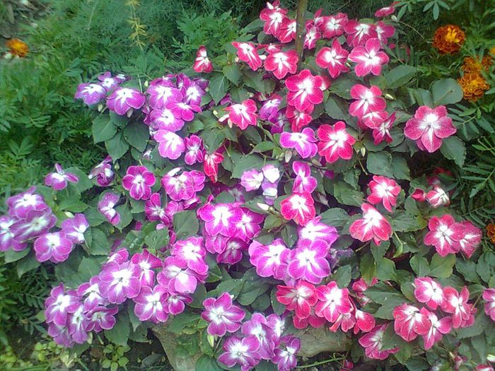 IMPATIENS (SPORUL CASEI ) - GRADINA MEA 2014