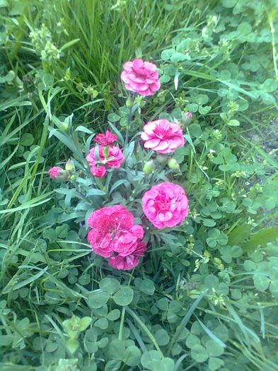 GAROFITE ROZ. - GRADINA MEA 2014