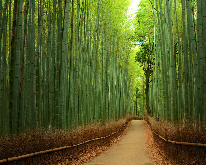 23. Padure de bambus, Japonia