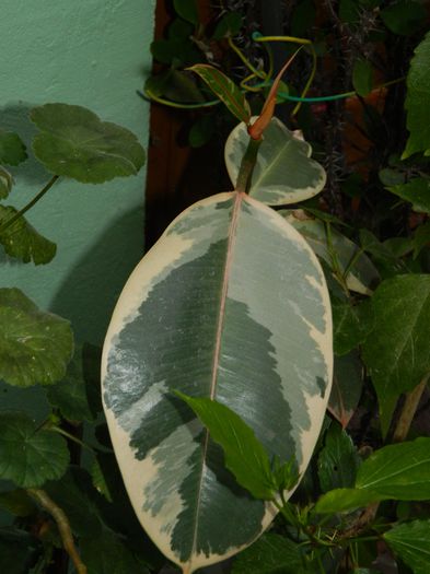 DSCN7389