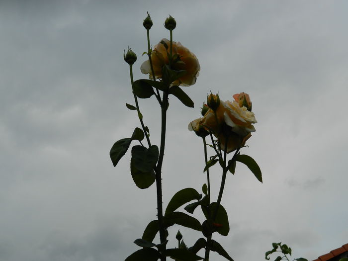 DSCN7396 - IULIE_2_2014