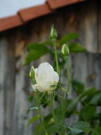 DSCN7398