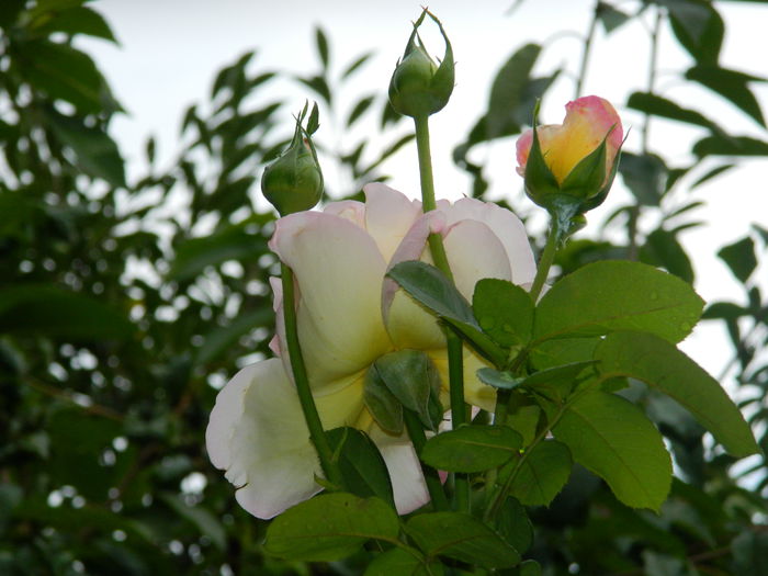 DSCN7411