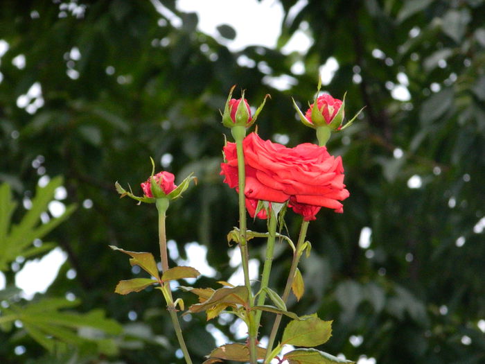 DSCN7414