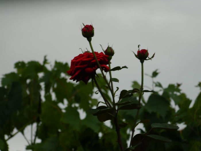 DSCN7426 - IULIE_2_2014